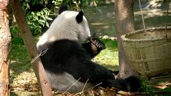 Giant panda bear eating bamboo Stock Footage