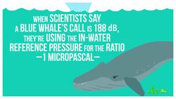 Why Don't Whales Deafen Themselves? Instructional Video