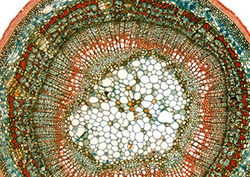 El transporte en las plantas Instructional Video