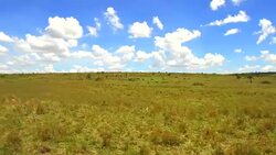 animals grazing in savanna at africa Stock Footage