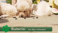 8 Human Foods Dogs Can Eat Instructional Video