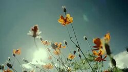 Orange Cosmos flower field with sun flare. - Stock video Stock Footage