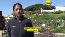 African penguin faces extinction despite new protections News Clip
