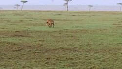 hyena carrying carrion in savanna at africa Stock Footage