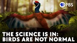 It's Becoming Very Clear That Birds Are Not Normal Instructional Video