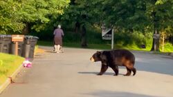 Bear encounter caught on camera in Rockland County News Clip