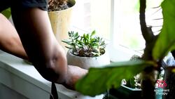 Spring Cleaning With Your Plants | The Plant Doctor Instructional Video