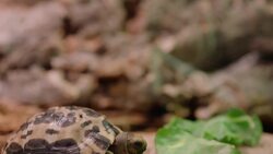 Ever Wonder Why These Tortoises Are Called Spider Tortoises? Instructional Video