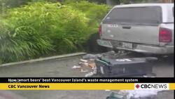 How ‘smart bears’ beat Vancouver Island’s waste management system News Clip