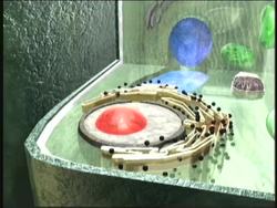 Cells: Summing Up Instructional Video