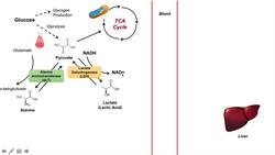 Lactic Acidosis: What is it, Causes (ex. metformin), and Subtypes A vs B Instructional Video