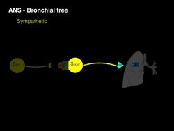 Autonomic innervation of the lungs Instructional Video