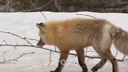 Zoo Animal Sounds! Instructional Video