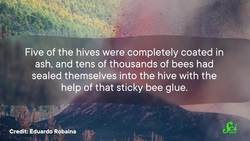 How Do Honey Bees Survive Natural Disasters? Instructional Video