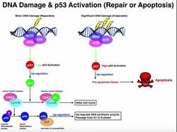 The DNA Damage Response | Repair the DNA or Commit Apoptosis? Instructional Video