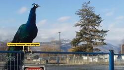 Peacocks are back in Naramata, B.C., to mixed reviews News Clip