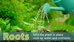 Parts of a Plant: Part 1 Instructional Video