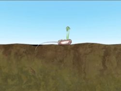 The Life Cycle of a Flowering Plant Instructional Video