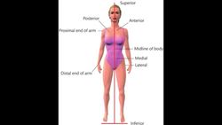 Anatomy and Physiology -structure of the skeleton BTEC Sport level 3 Unit 1 Instructional Video