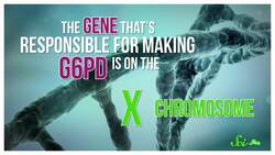 Why Fava Beans Can Kill You Instructional Video