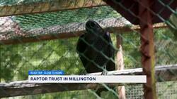 Enjoy bird-watching at the Raptor Trust in Millington News Clip