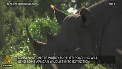 Could the pandemic threaten the survival of Africa's wildlife? | Inside Story News Clip