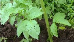 Mastering Potato Cultivation: Tips for Optimal Growth and Harvest Instructional Video