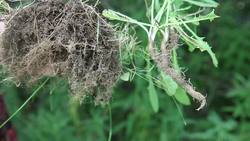 Plant Structures: Summing Up (Plant Structures) Instructional Video