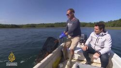 U.S. green crab invasion: Crustaceans threaten clam industry News Clip