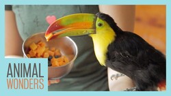 Baby Toucan's New Home Instructional Video