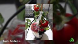 If Tomatoes Could Talk, Here’s What They’d Say | SciShow News Instructional Video