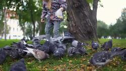 A little girl is feeding pigeons in an autumn park. Stock Footage