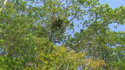 Meet 'Nana's boys': 3 bald eagles who live on N.S. woman's roof News Clip