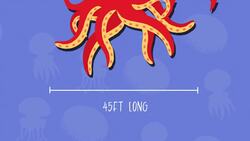 I WONDER - What Is The Largest Invertebrate In The World? Instructional Video