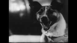 Russia, 1950s: A dog named Laika is prepared to be the first being in space aboard Sputnik 2 Stock Footage