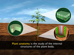 Permanent Plant Tissues Instructional Video