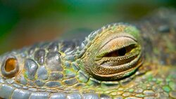 Sleeping dragon. Close-up portrait of a resting vibrant Lizard. Selective focus. Green Iguanas are native to tropical areas of Mexico, Central America, South America, and the Caribbean Stock Footage