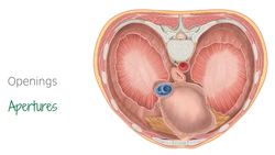 Thoracic surface of the diaphragm Instructional Video