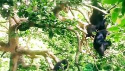 Primates: A Fascinating Exploration of Chimpanzees and Bonobos Instructional Video