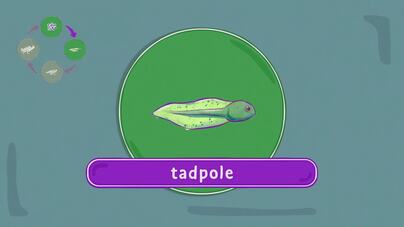Life Cycle of a Frog