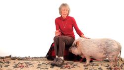 Do Potbellied Pigs Make Good Pets? Instructional Video