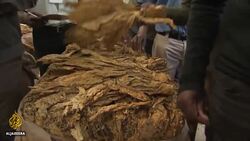 Zimbabwe tobacco: Biggest foreign currency earner hit by COVID-19 News Clip
