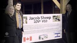 Jacob sheep return to the Holy Land News Clip