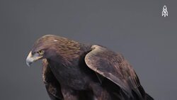 The majestic golden eagle, Speed, survival, and conservation Instructional Video