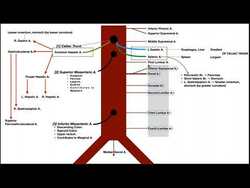 The Abdominal Aorta | Branches & Components Instructional Video