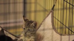 How to Deal with an Aggressive Cat Instructional Video