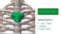 Knochen des vorderen Rumpfs Instructional Video