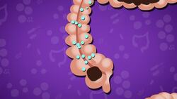 I WONDER - What Job Does The Colon Do? Instructional Video