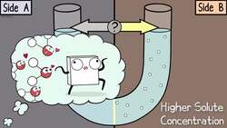 Osmosis and Water Potential (Updated) Instructional Video
