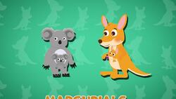 I WONDER - Why Do Kangaroos Have A Pouch? Instructional Video